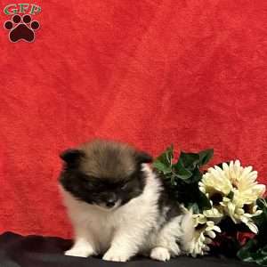 Pomeranian Puppies For Sale - Greenfield Puppies
