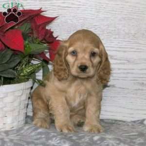 Cocker Spaniel Puppies For Sale | Greenfield Puppies