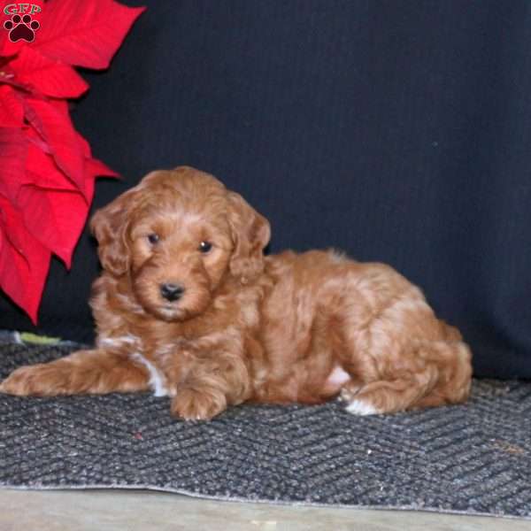 Amber, Mini Goldendoodle Puppy