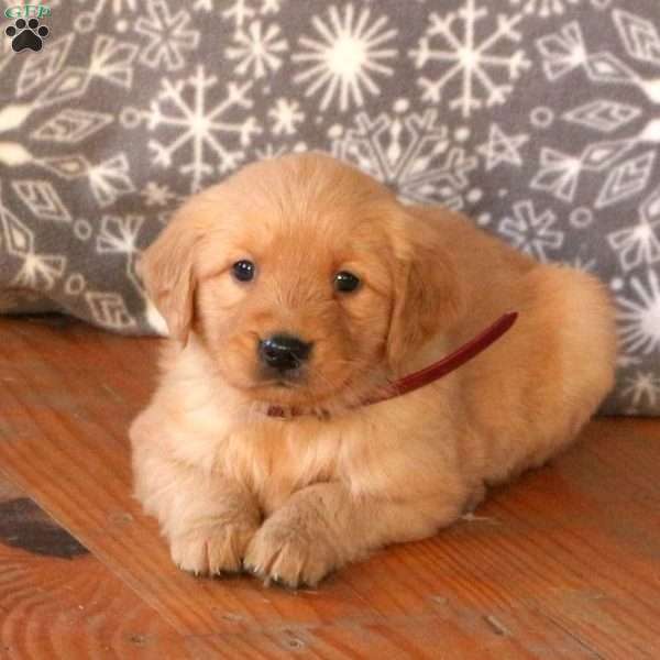 Arthur, Golden Retriever Puppy