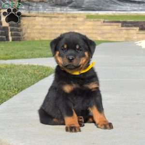 a Rottweiler puppy named Asher