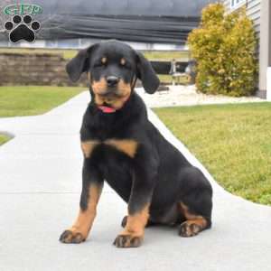a Rottweiler puppy named Ava