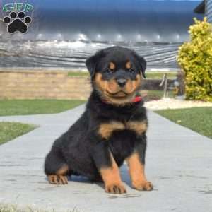 a Rottweiler puppy named Axel
