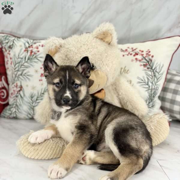 Cheyenne, Shepsky Puppy