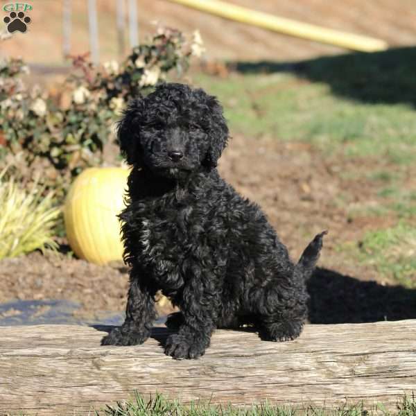 Dixie F1B, Goldendoodle Puppy