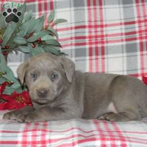 Bailey, Silver Labrador Retriever Puppy
