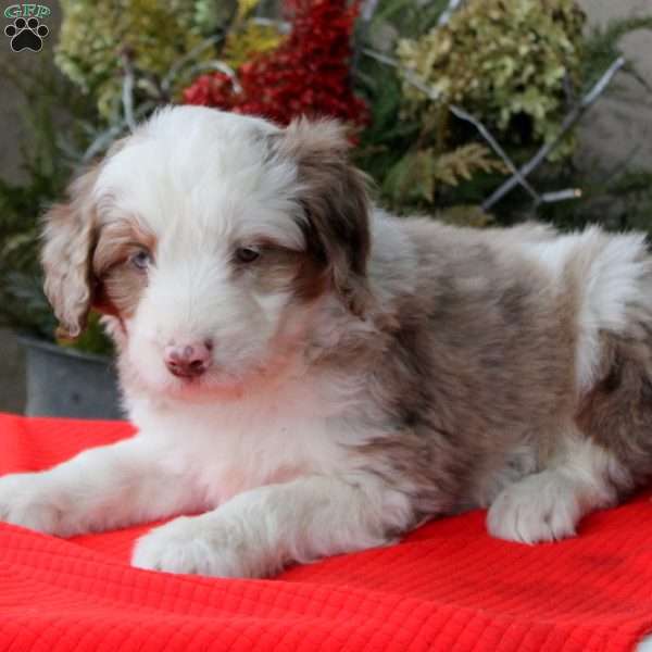 Baxter, Miniature Aussiedoodle Puppy