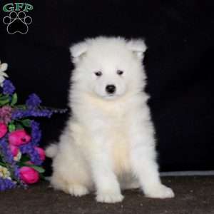 Bear, Samoyed Puppy