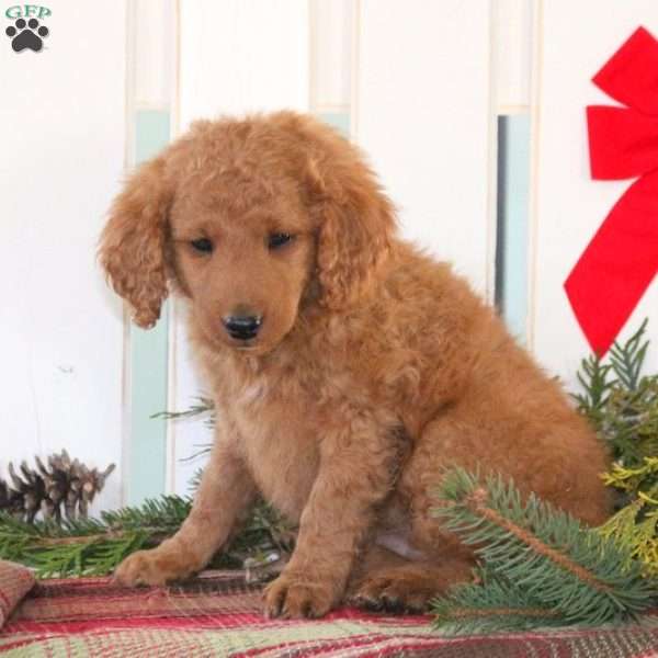 Bell, Mini Goldendoodle Puppy
