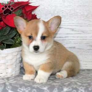 Pembroke Welsh Corgi Puppies for Sale - Greenfield Puppies