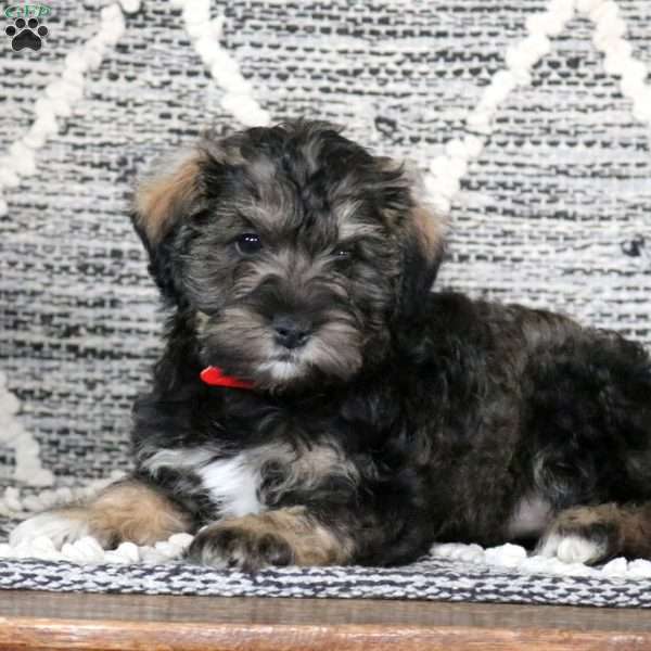 Betsy - Mini Schnoodle Puppy For Sale in Pennsylvania