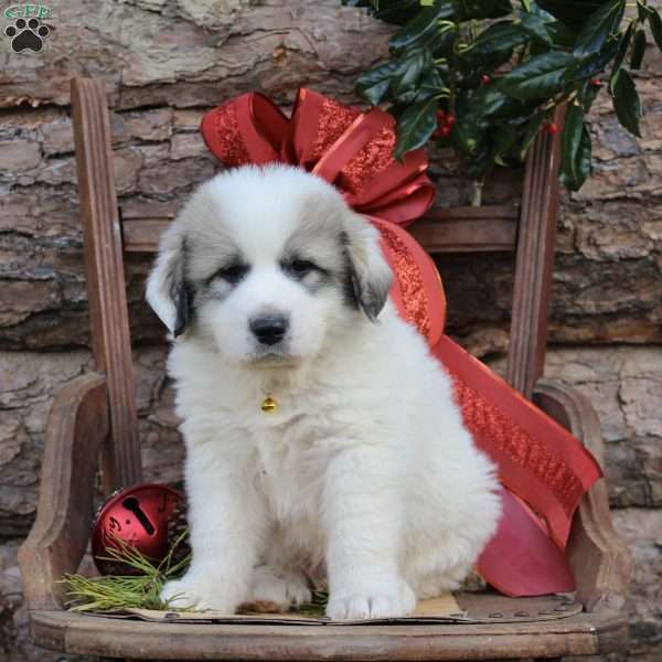 Dasher, Great Pyrenees Puppy