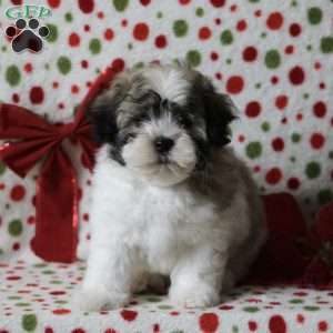 greenfield puppies shichon