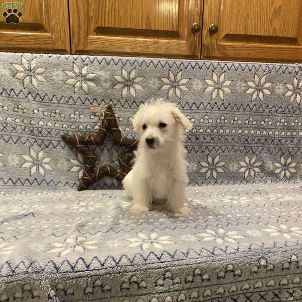 Marshall, Westie Mix Puppy