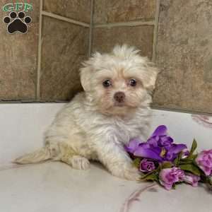 Abby, Havanese Puppy