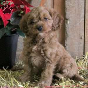 are cavapoos akc registered