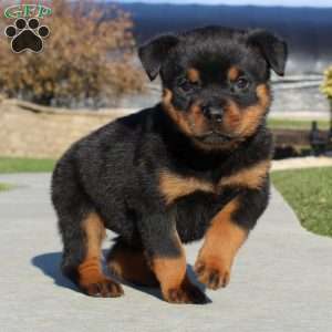 a Rottweiler puppy named Cali