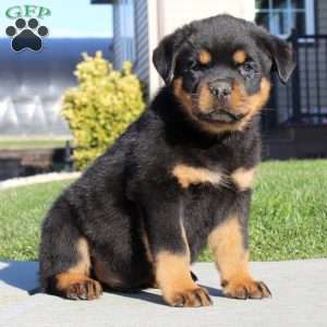 a Rottweiler puppy named Carson
