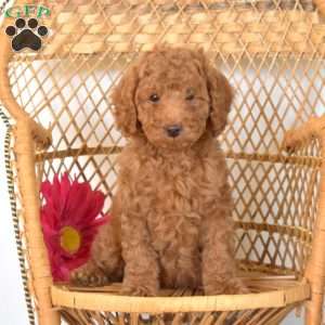 mini poodle greenfield puppies