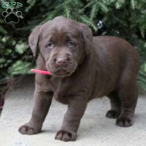 Marsh, Chocolate Labrador Retriever Puppy