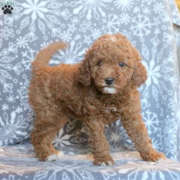 Chase, Miniature Poodle Puppy