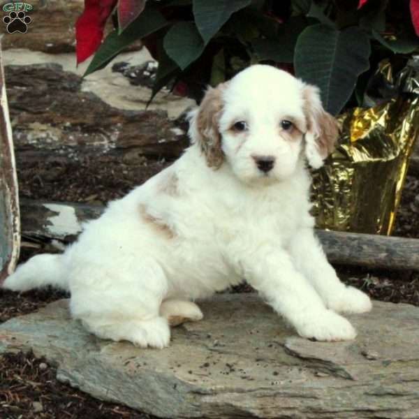 Chelsea, Mini Goldendoodle Puppy