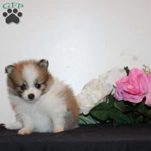 Pomeranian Puppies For Sale - Greenfield Puppies