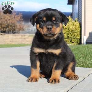 a Rottweiler puppy named Coop