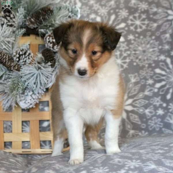 Crissy, Sheltie Puppy