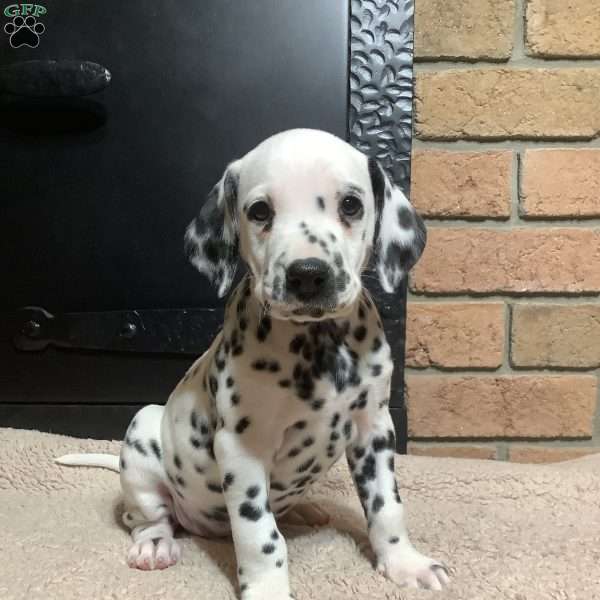 Jasmine, Dalmatian Puppy