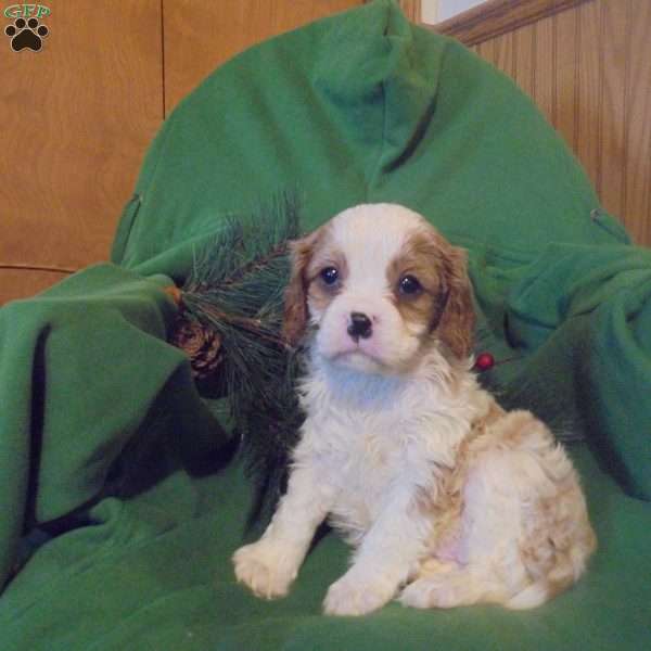 Victor, Cavalier King Charles Spaniel Puppy