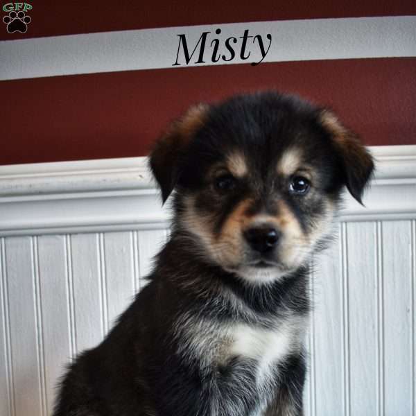 Misty, Bernamute Puppy