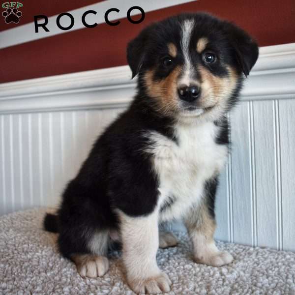 Rocco, Bernamute Puppy