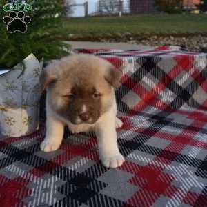 Akita Puppies for Sale | Greenfield Puppies