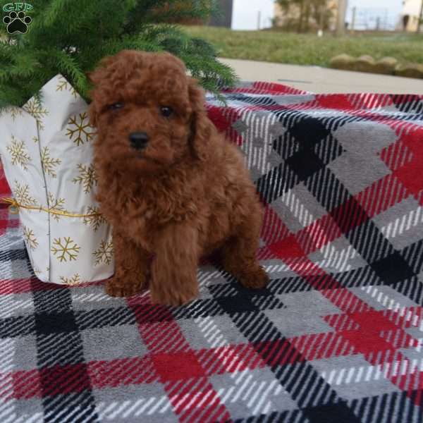 Marrell, Miniature Poodle Puppy