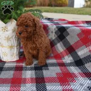 Marrell, Miniature Poodle Puppy