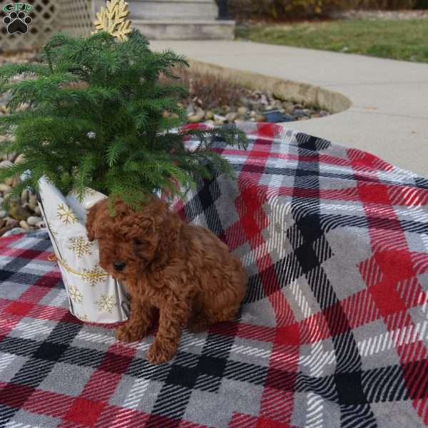 Mallissa, Miniature Poodle Puppy