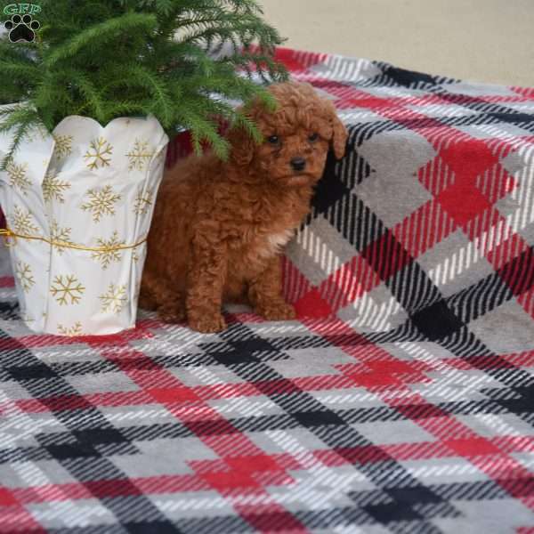 Macey, Miniature Poodle Puppy
