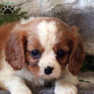 Dasher, Cavalier King Charles Spaniel Puppy