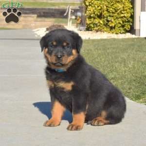 a Rottweiler puppy named Diesel
