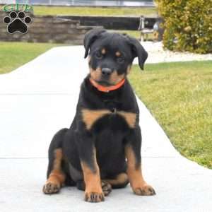 a Rottweiler puppy named Dixie