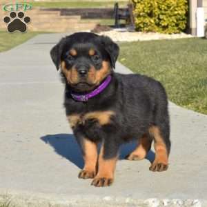 a Rottweiler puppy named Dolly