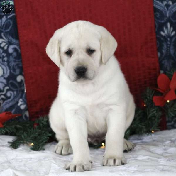 Taffy, Yellow Labrador Retriever Puppy