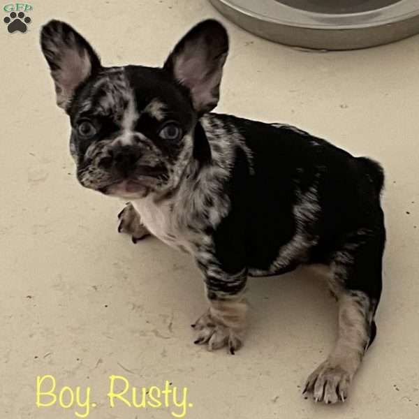 Rusty, French Bulldog Puppy