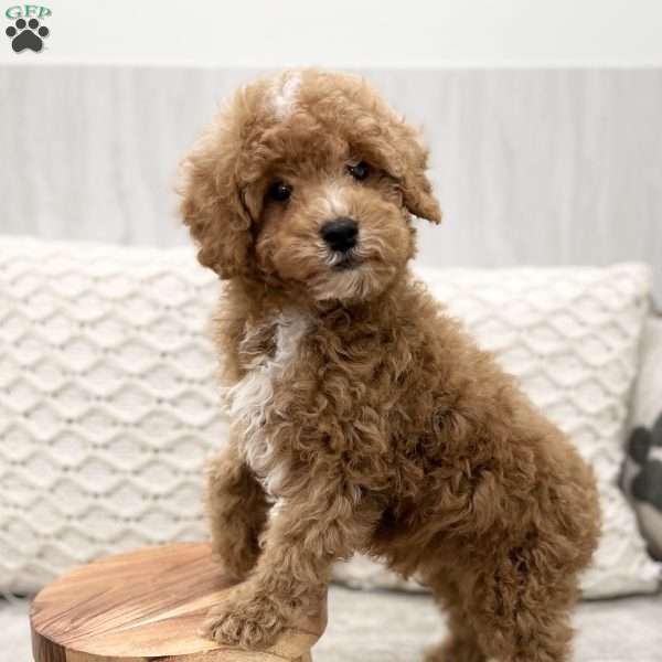 Maxwell, Miniature Poodle Puppy