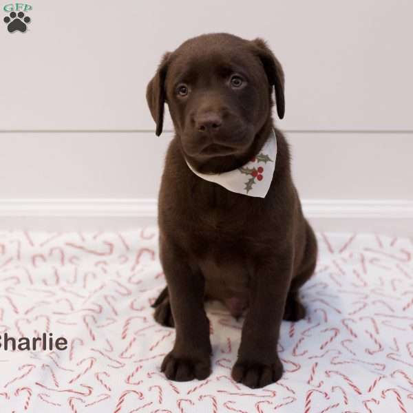 Charlie- English, Chocolate Labrador Retriever Puppy