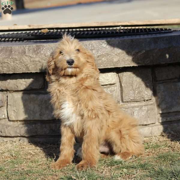 Cole F1B, Goldendoodle Puppy