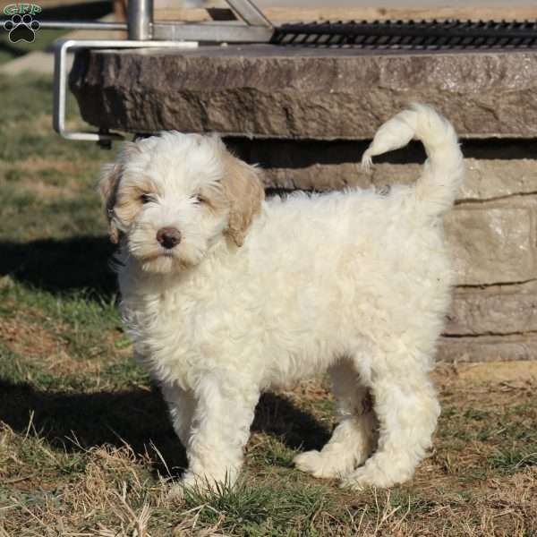 Gracie F1B, Goldendoodle Puppy