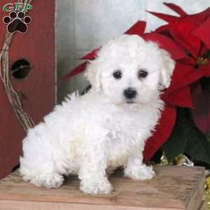 Bichon Frise Puppies For Sale | Greenfield Puppies