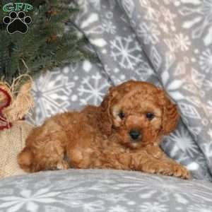 greenfield toy poodles